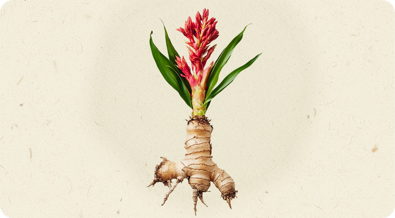 Gentian Root