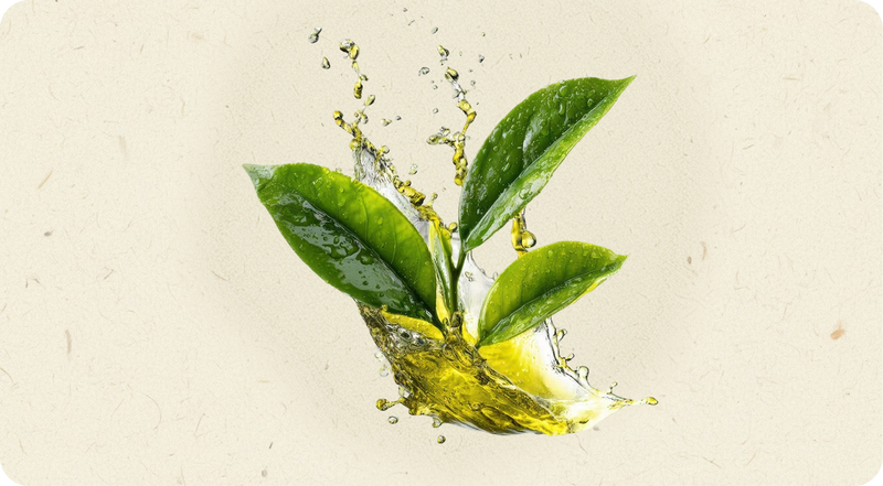 Green tea extract 