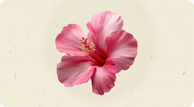Natural Hibiscus 